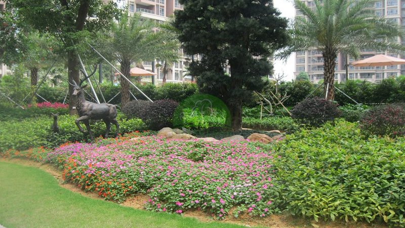 市政绿化苗木价格走势：影响因素与趋势分析