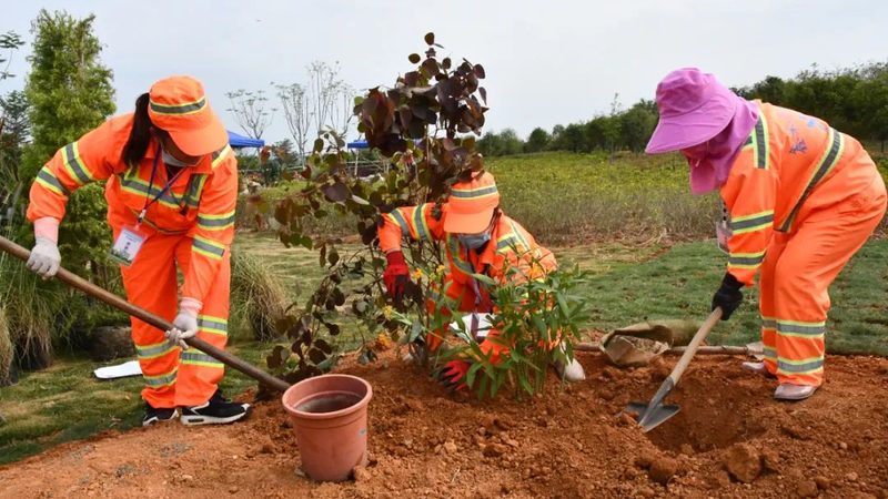 植物墙施工后养护：关键步骤与注意事项**