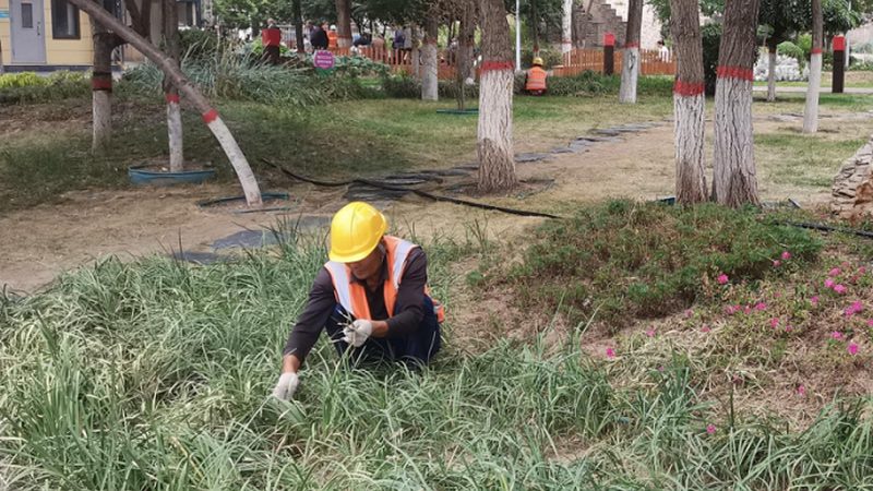园林苗木种植，这些技术视频教学你不可错过**