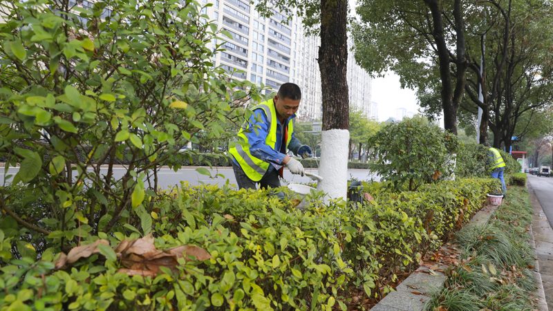 市政草坪优缺点对比：如何选择适合的城市绿化方案